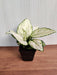 Aglaonema-Super-White-Low-Light-Plant