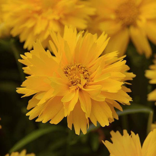 Coreopsis Double the Sun Flower Seeds - CGASPL