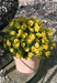 Cosmos  Limara Lemon Flower Seeds - CGASPL