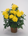 Cosmos  Limara Lemon Flower Seeds - CGASPL