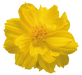 Cosmos  Limara Lemon Flower Seeds - CGASPL