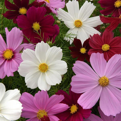 Cosmos Sonata Mix Flower Seeds - ChhajedGarden.com