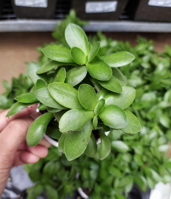 money maker jade plant Jade Plant Crassula Money Maker