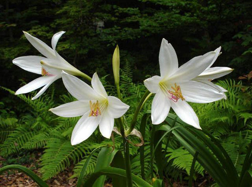 Crinum Asiaticum White Flower Bulbs (Pack of 6) - CGASPL