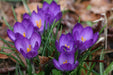 Crocus Flower Record Bulbs (Pack of 6) - CGASPL