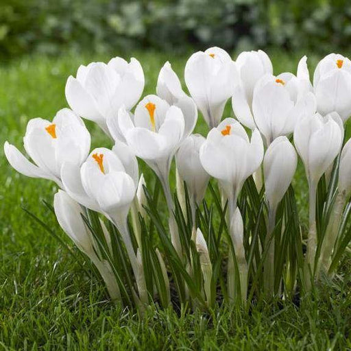 Crocus Jeanne Darc White Flower Bulbs (Pack of 6) - CGASPL