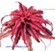 Cryptanthus Red Star Plant - CGASPL