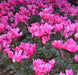 Cyclamen Sterling Strains Mix Flower Bulbs (Pack of 25) - CGASPL