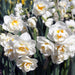 Daffodil Bridal Crown Flower Bulbs (Pack of 6) - CGASPL
