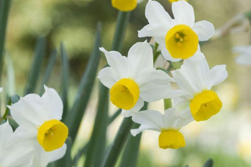 Daffodil Canaliculatus Flower Bulbs (Pack of 6) - CGASPL