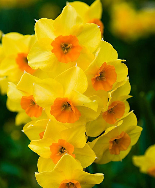 Daffodil Falconet Flower Bulbs (Pack of 6) - CGASPL