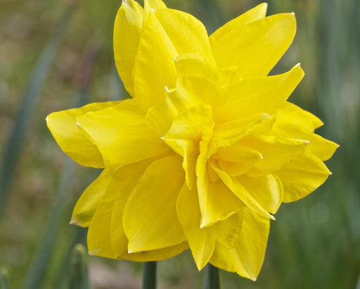 Daffodil Golden Ducat-Yellow Flower Bulbs (Pack of 6) - CGASPL
