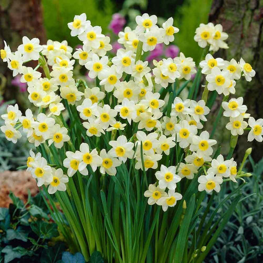 Daffodil Minnow Flower Bulbs (Pack of 6 Bulbs) - CGASPL