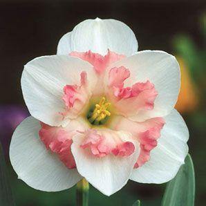Daffodil Pink Wonder Flower Bulbs (Pack of 6) - CGASPL