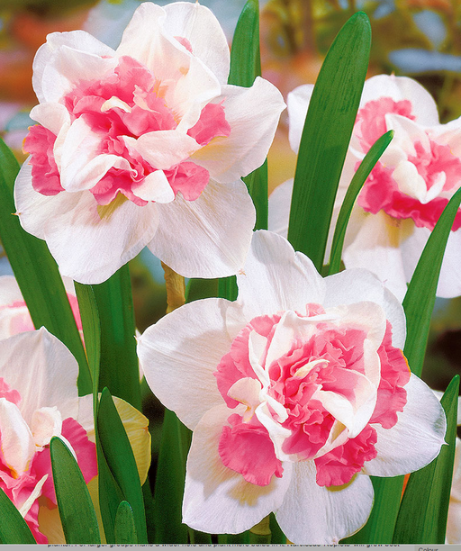Daffodil Replete-Pink Flower Bulbs (Pack of 6) - CGASPL
