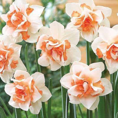 Daffodil Replete Orange-White Flower Bulbs (Pack of 6 Bulbs) - CGASPL