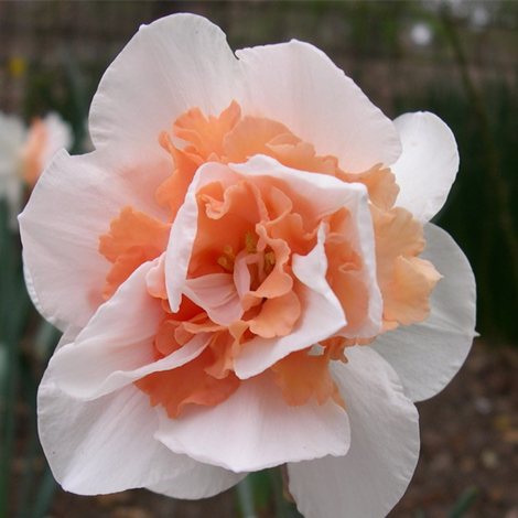 Daffodil Replete Orange-White Flower Bulbs (Pack of 6 Bulbs) - CGASPL
