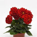 Dahlia Figaro Red Shades Flower Seeds - CGASPL