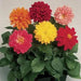 Dahlia Fresco Mix Flower Seeds - ChhajedGarden.com