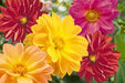 Dahlia Garden Pride Mix Flower Seeds - CGASPL