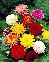 Dahlia Mix Colors Flower Bulbs (Pack of 10) - CGASPL