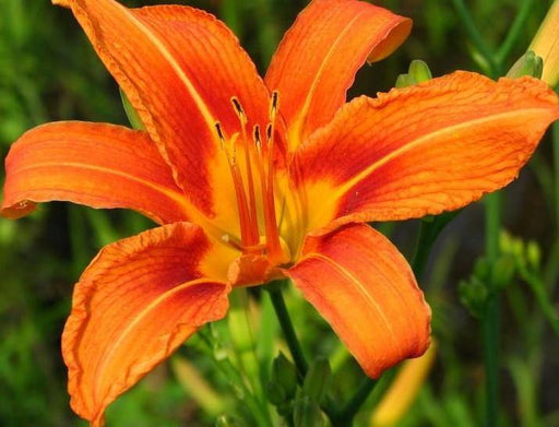 Day-Lily Orange Flower Bulbs (Pack of 6) - CGASPL