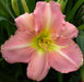 Day-Lily Pink Flower Bulbs (Pack of 6) - CGASPL
