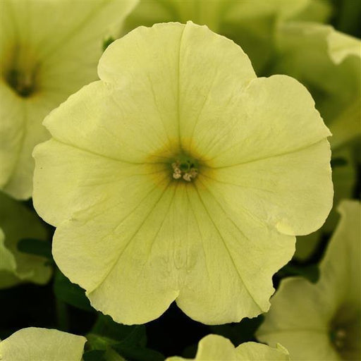 Petunia Decorative Sophistica Lime Green Flower Seeds - CGASPL