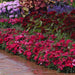Dianthus Coronet Cherry Red Flower Seeds - ChhajedGarden.com