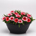 Dianthus Coronet Strawberry Flower Seeds - ChhajedGarden.com