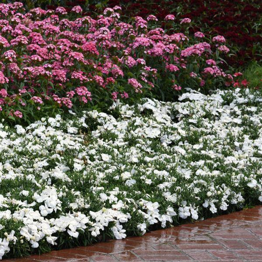Dianthus Coronet White Flower Seeds - ChhajedGarden.com