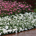 Dianthus Coronet White Flower Seeds - ChhajedGarden.com