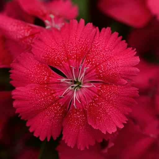 Dianthus Floral Lace Cherry Flower Seeds - ChhajedGarden.com