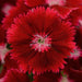 Dianthus Floral Lace Crimson Flower Seeds - ChhajedGarden.com