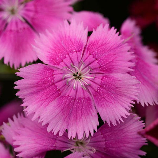 Dianthus Floral Lace Lilac Flower Seeds - ChhajedGarden.com