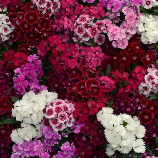 Dianthus Floral Lace Mix Flower Seeds - ChhajedGarden.com