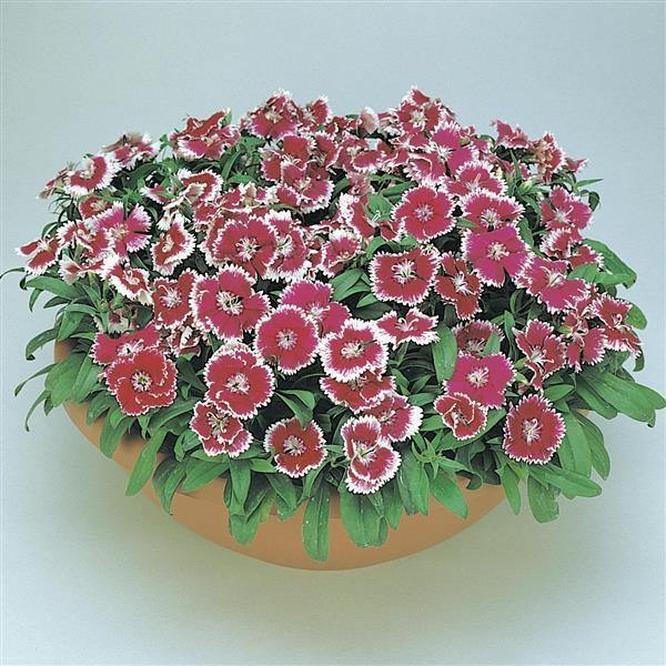 Dianthus Floral Lace Picotee Flower Seeds - ChhajedGarden.com