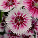 Dianthus Floral Lace Picotee Flower Seeds - ChhajedGarden.com