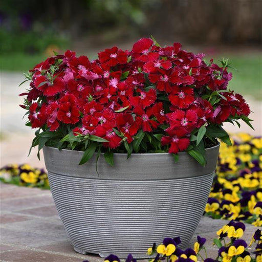 Dianthus Floral Lace Red Flower Seeds - ChhajedGarden.com