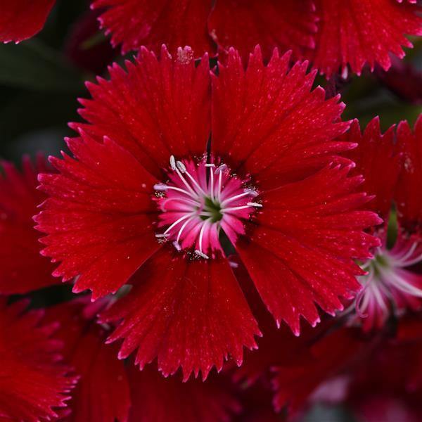 Dianthus Floral Lace Red Flower Seeds | Buy Online India — ChhajedGarden.com