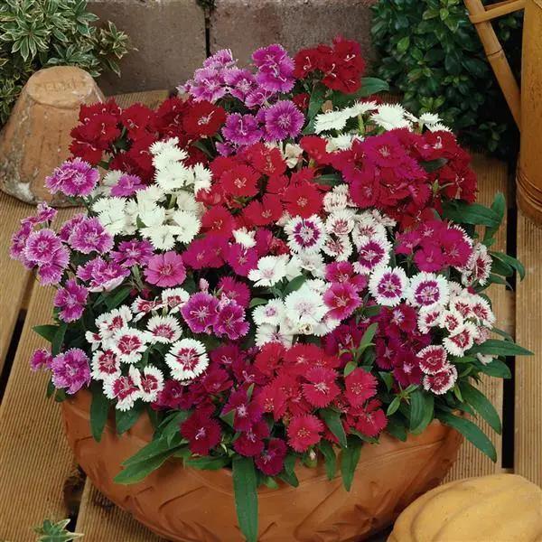 Dianthus Ideal Select Mix Flower Seeds - ChhajedGarden.com