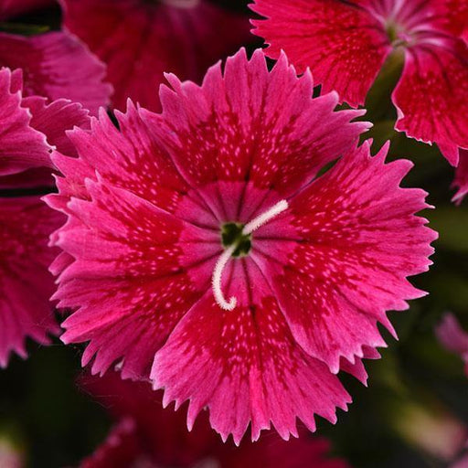 Dianthus Ideal Select Raspberry Flower Seeds - ChhajedGarden.com