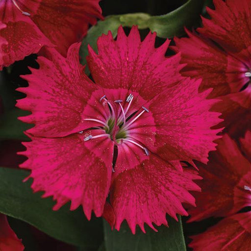 Dianthus Ideal Select Red Flower Seeds - ChhajedGarden.com