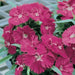 Dianthus Ideal Select Rose Flower Seeds - ChhajedGarden.com