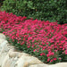 Dianthus Ideal Select Rose Flower Seeds - ChhajedGarden.com