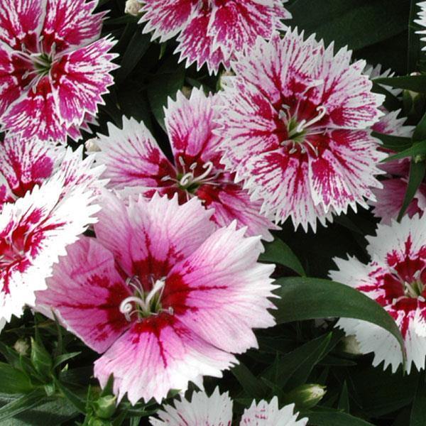 Dianthus Ideal Select WhiteFire Flower Seeds - ChhajedGarden.com