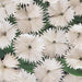 Dianthus Ideal Select White Flower Seeds - CGASPL