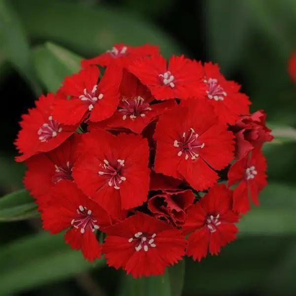 Dianthus Magic Charms Scarlet Flower Seeds - ChhajedGarden.com