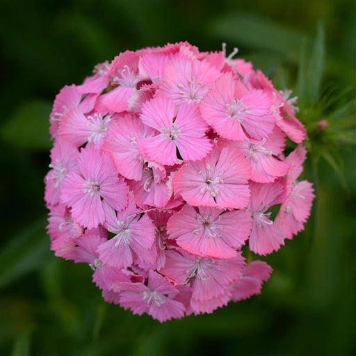Dianthus Sweet Deep Pink Maxine Flower Seeds - ChhajedGarden.com
