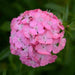 Dianthus Sweet Deep Pink Maxine Flower Seeds - ChhajedGarden.com